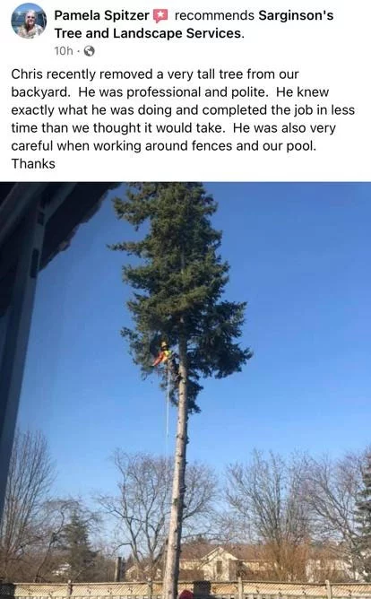 Tree removal Brighton Northumberland County