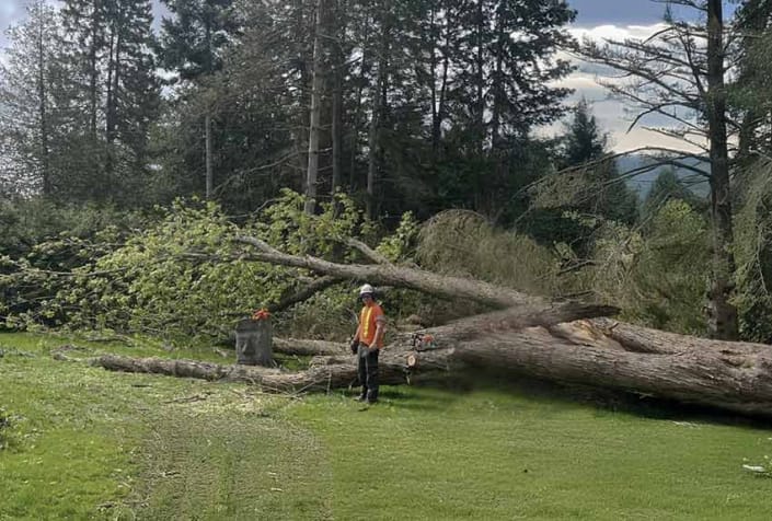 Tree Overtime How to Save a Dying Tree | Sarginson's Tree Services