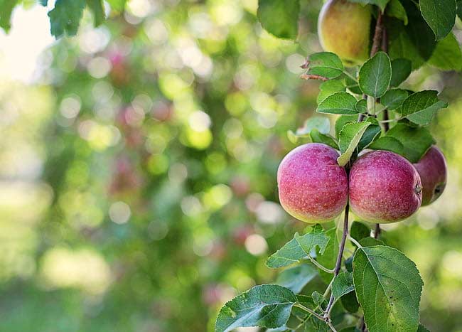 Apple tree Fire Blight Ontario
