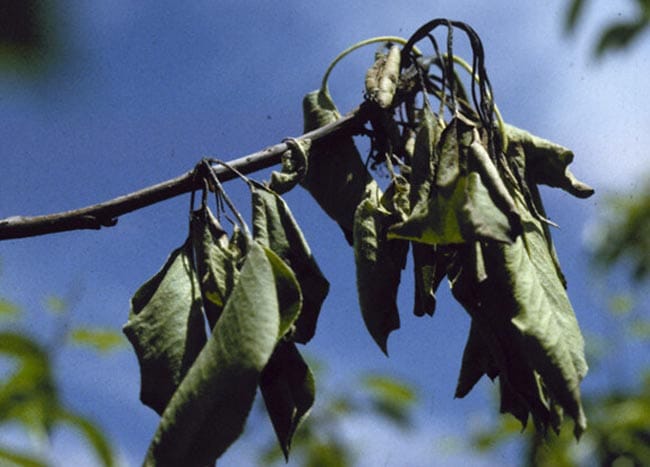 Apple Tree Fire Blight leaves
