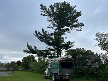 ISA Certified and insured arborists Minden Ontario