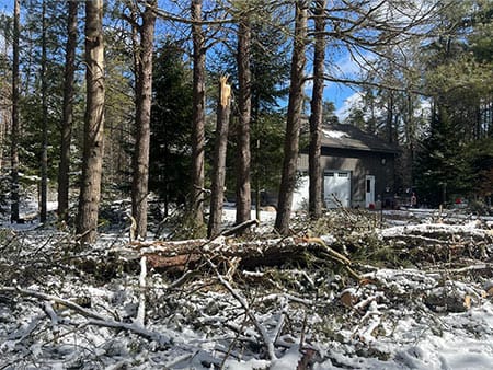 Minden Tree Service - Emergency Tree Removal