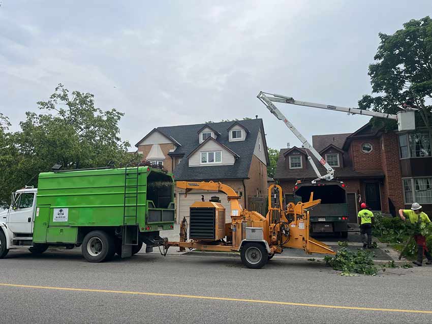 Norway maple tree removal job Pickering Ontario