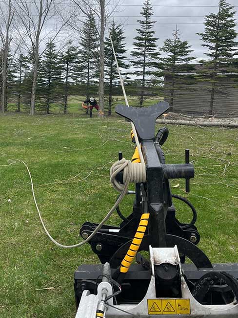 Safe removal of Poplar Trees, Peterborough Country Ontario Safe removal of Poplar Trees, Peterborough Country Ontario