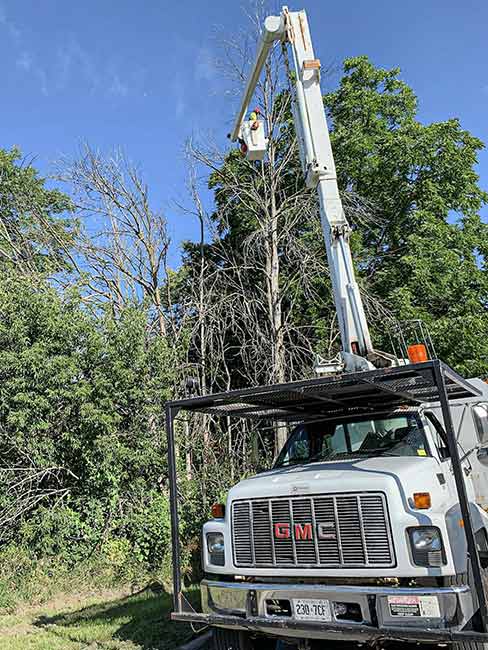 Sarginson's Tree Service Minden