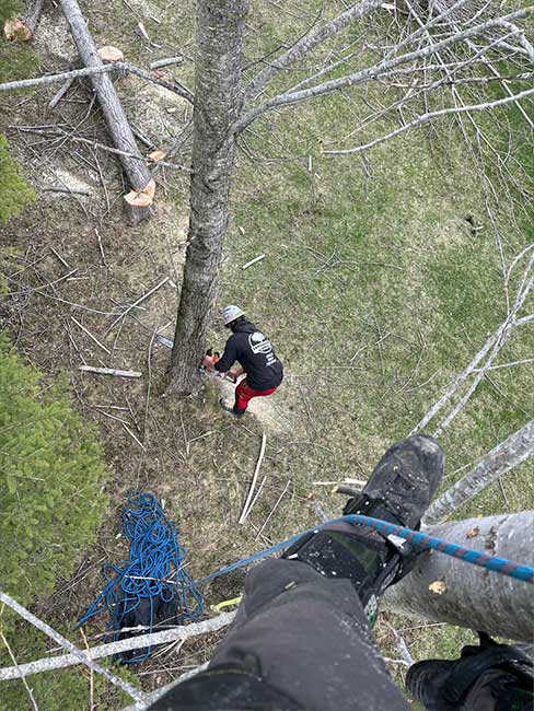 Yard full of Dangerous Limbs Poplar trees in Ontario.jpg Yard full of Dangerous Limbs Poplar trees in Ontario.jpg