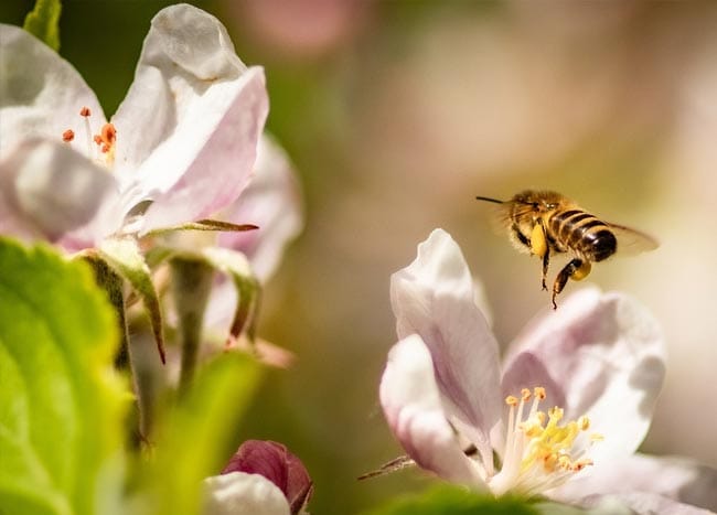 Apple Tree Fire blight how does it dpread?