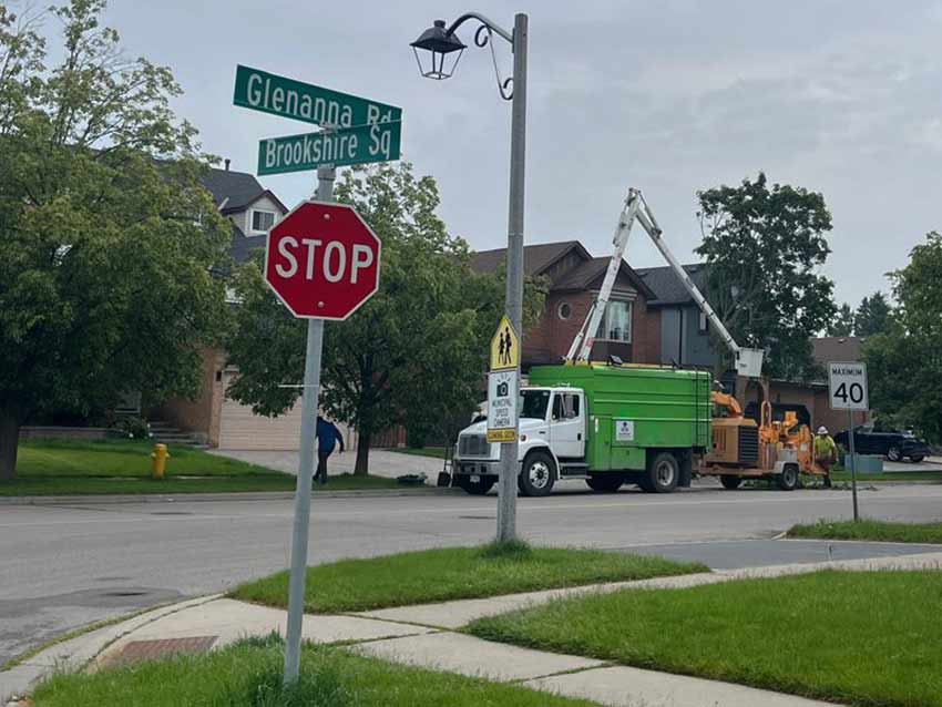 Arborist in Pickering Norway Maple in Decline