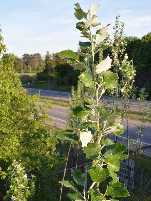 Healthy White Poplar Tree Ontario Healthy White Poplar Tree Ontario