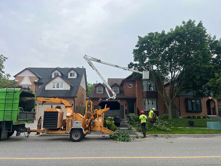 Norway Maple Tree Removal Pickering ontario