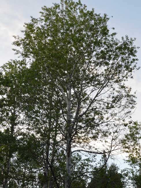 Poplar tree FAQ Section Poplar tree FAQ Section