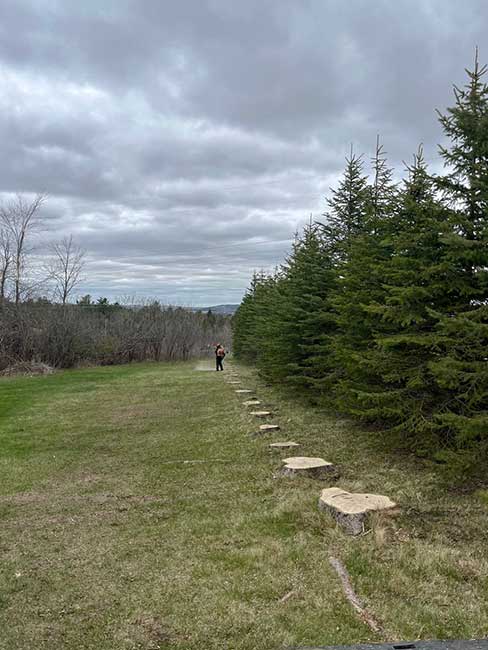 Poplar trees removed Poplar trees removed