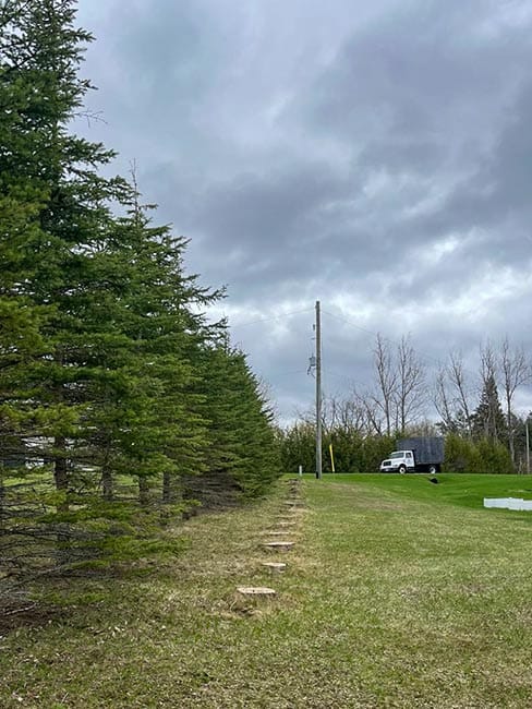 poplar trees in ontario removed because of storm damage poplar trees in ontario removed because of storm damage