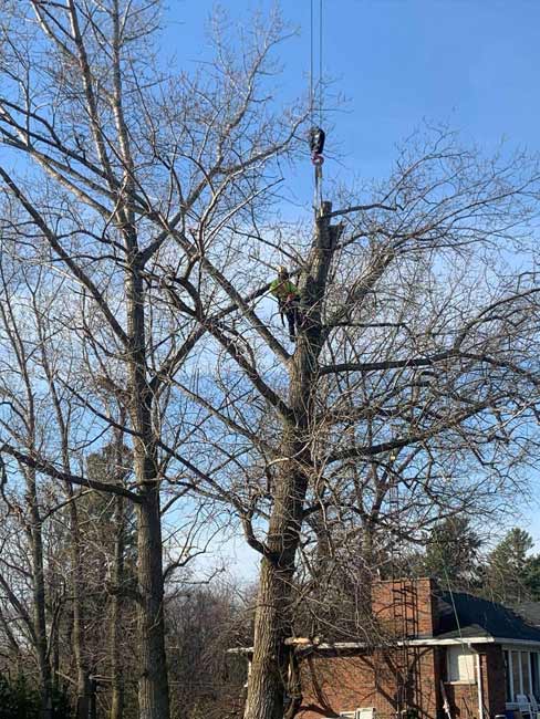 Removing a large poplar tree in ontario Removing a large poplar tree in ontario