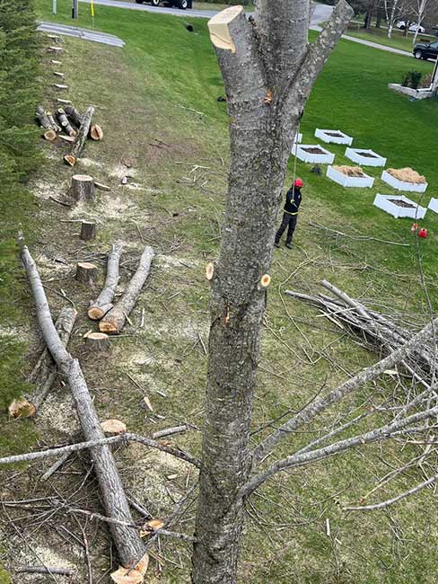 safe and efficient removal of poplar trees in Peterborough country Ontario safe and efficient removal of poplar trees in Peterborough country Ontario