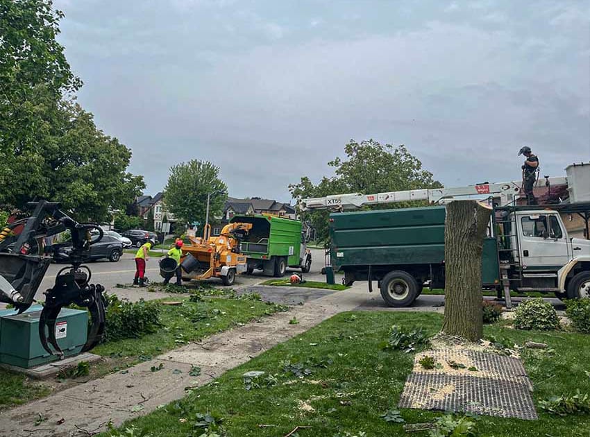 tree removal job pickering ontario