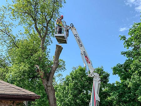 Tree Services Kennisis Lake Ontario 