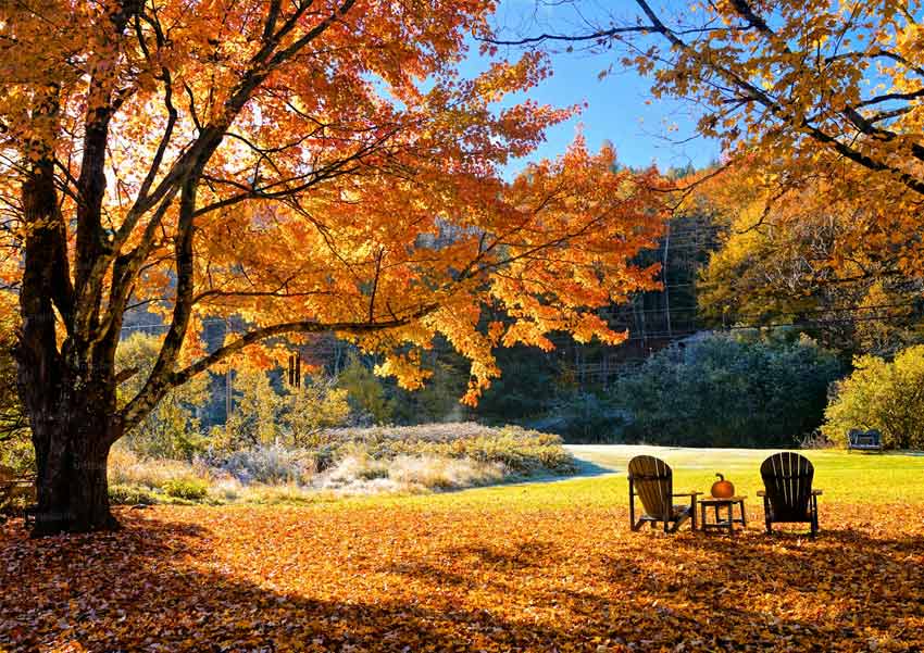 Drought Tolerant Trees for Ontario