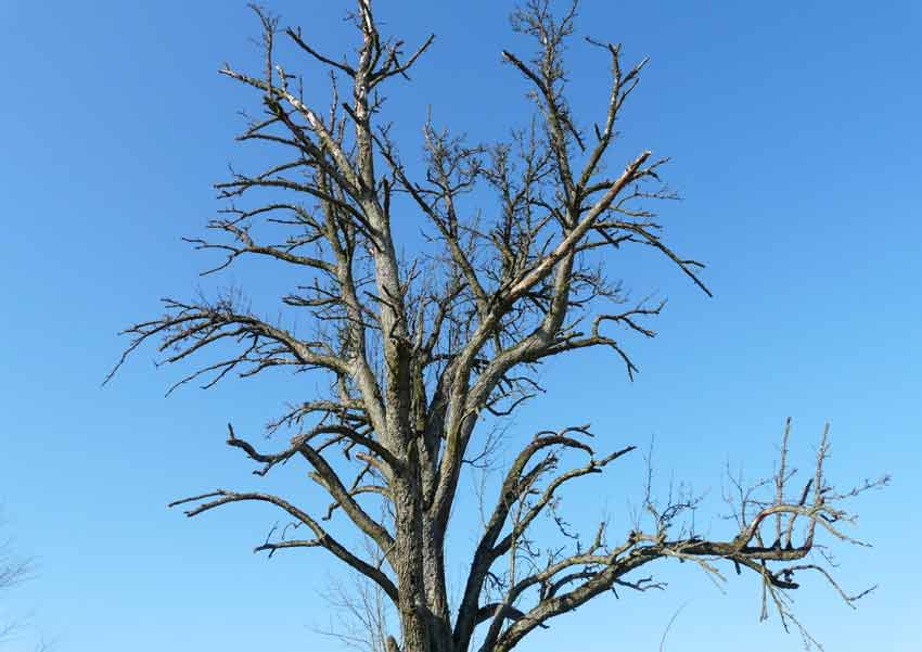 Dying tree due to drought