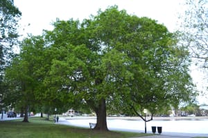 Hackberry Tree drought tolerant trees ontario