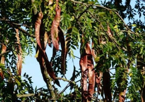 Honey locust Tree Service Berry Tree drought tolerant trees ontario