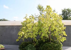 Ironwood Tree drought tolerant trees Ontario