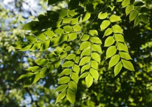Kentucky Coffee Tree drought tolerant trees ontario
