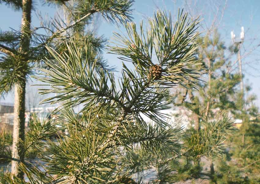 Spruce trees drought tolerant trees Ontario