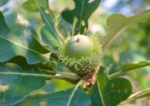 drought tolerant trees ontario