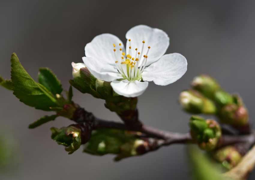 Crab apple drought tolerant trees ontario