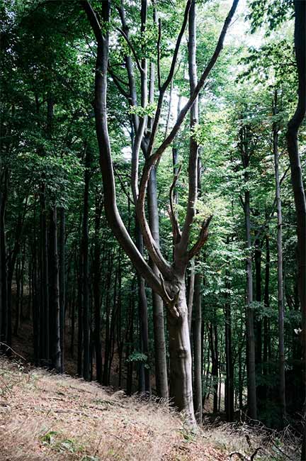 drought tolerant trees Ontario Dead Tree Due to Drought