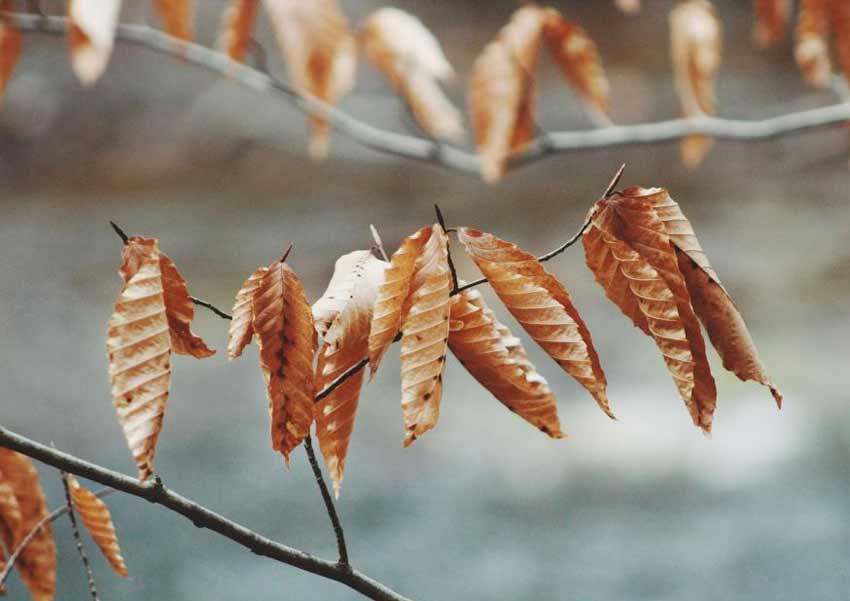 drought tolerant trees Ontario dead leaves in summer
