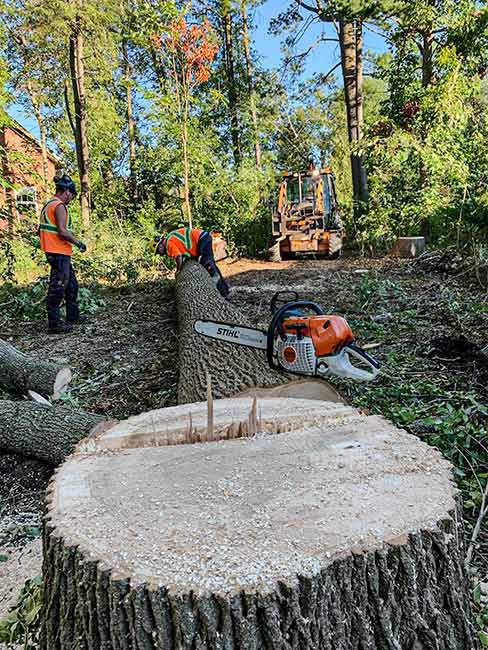 Dead tree removal - replace with drought tolerant trees Ontario