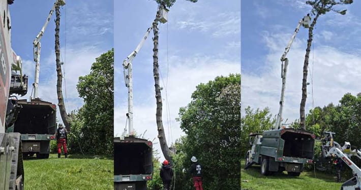 Dying Pine Tree Removal in Cobourg Ontario