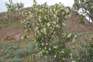 Service Berry Tree drought tolerant trees ontario