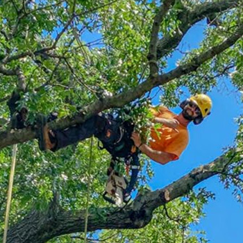 Chris Sarginson ISA Certified Arborist Durham Region Ontario Chris Sarginson ISA Certified Arborist Durham Region Ontario