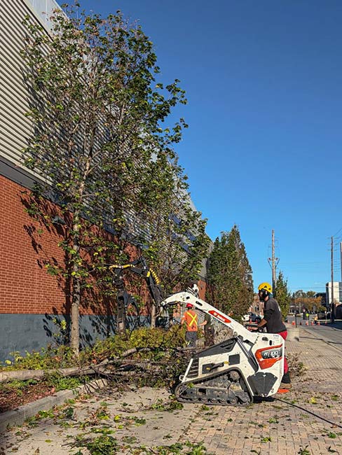 Sarginson's Tree Services crew using a compact tracked loader to clear cut branches beside the Tribute Communities Centre in Oshawa. Sarginson crew using a compact tracked loader to move cut branches beside the arena