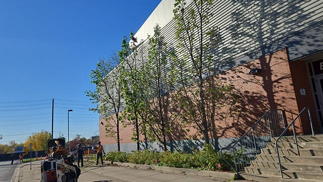 Line of trees beside the brick exterior and access steps at Tribute Communities Centre