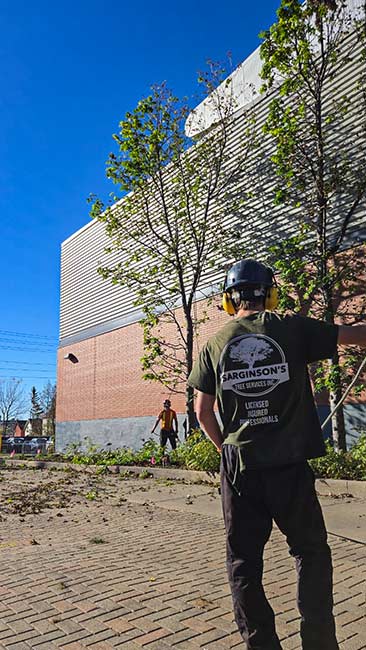 Sarginson's Tree Services arborist supervising tree maintenance work beside the Tribute Communities Centre. Member of Sarginson tree services crew beside the remaining trees at the arena